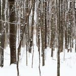 Winter tree trunks with snow POST