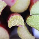 Rhubarb close up POST