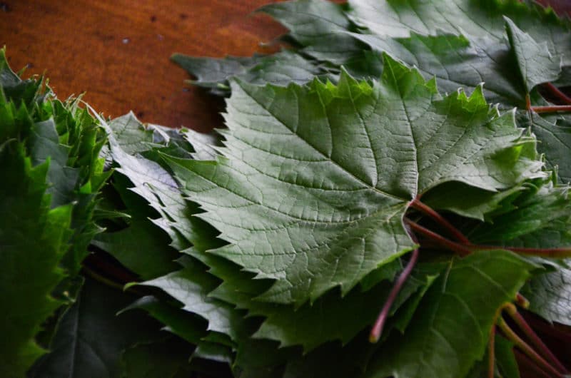 Grape Leaf Chart