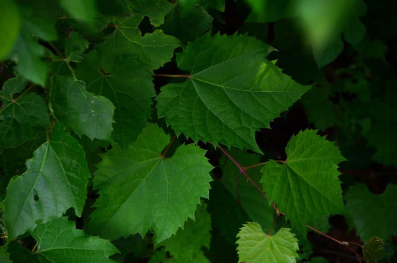 Grape Leaf Chart