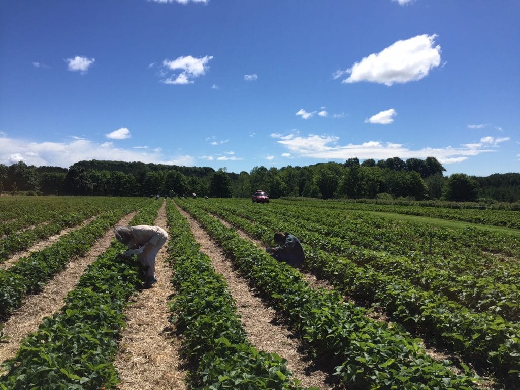 Strawberry fields in Michigan, MaureenAbood.com