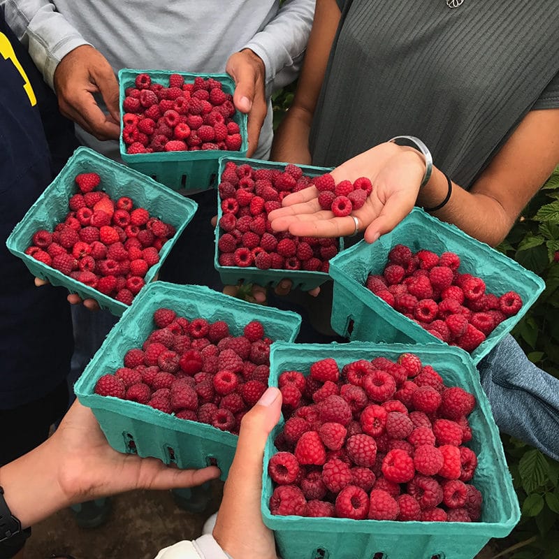 Lots of hands holding baskets of freshly picked raspberries, Maureen Abood